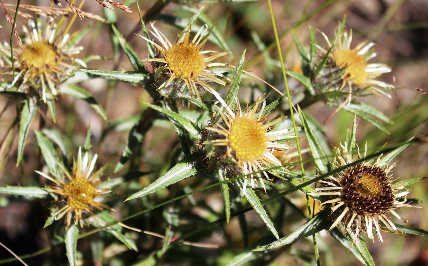 Изображение особи Carlina biebersteinii.