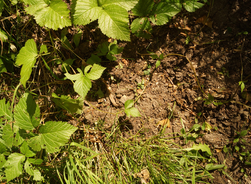 Image of Rubus saxatilis specimen.