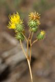 Cousinia karatavica