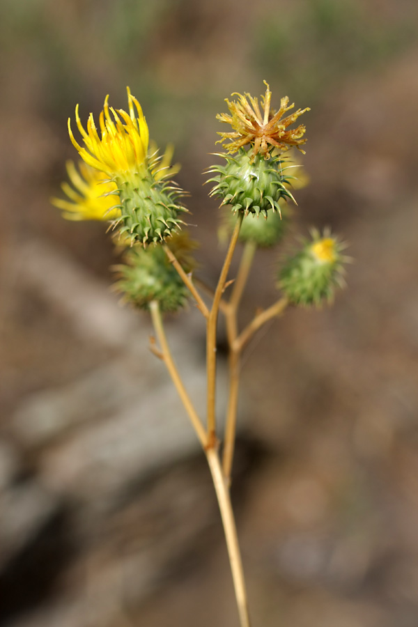 Image of Cousinia karatavica specimen.