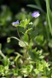 Veronica persica