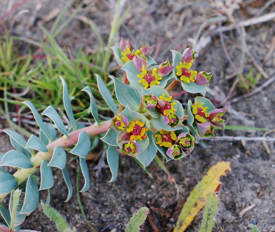 Изображение особи Euphorbia marschalliana.