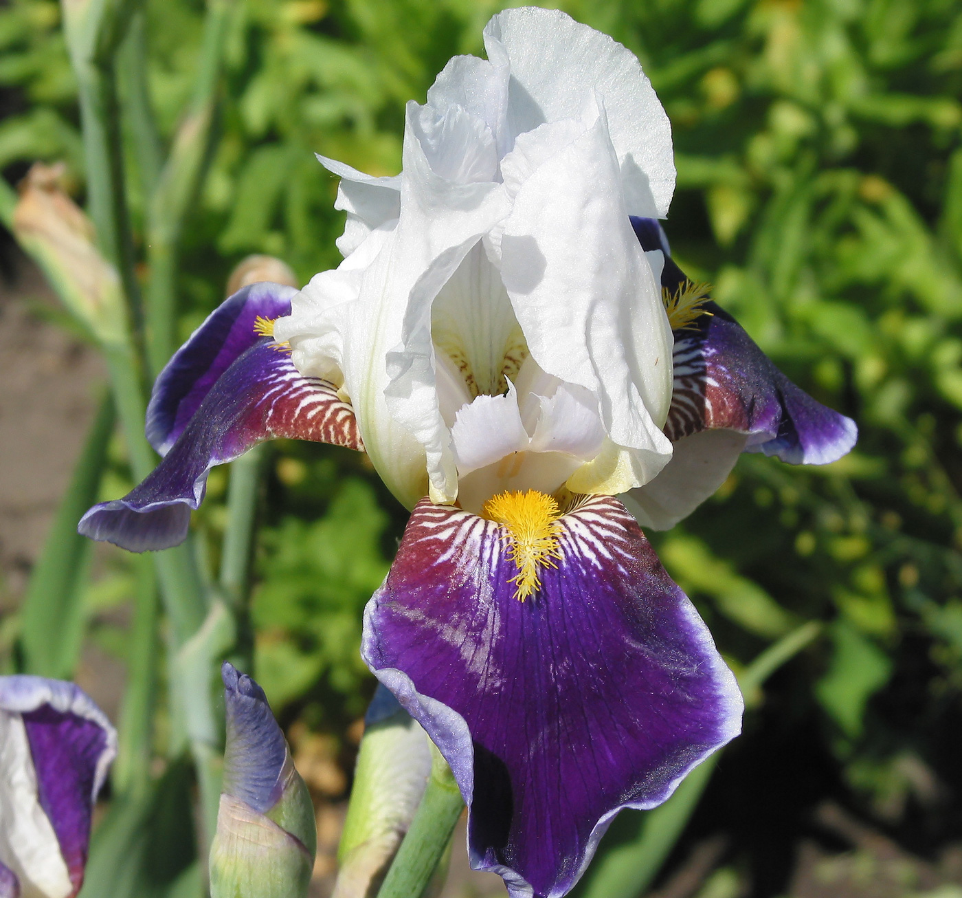 Изображение особи Iris × hybrida.