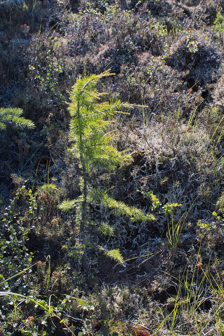 Image of Larix cajanderi specimen.