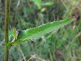 Picris hieracioides. Часть побега с листом и развивающимися пазушными соцветиями. Челябинская обл., окр. г. Челябинск, Золотая горка, небольшая влажная низинка в берёзовом лесу. 24.08.2015.