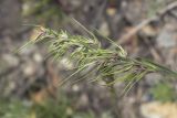 Poa bulbosa subspecies vivipara. Соцветие. Саратов, р-н телевышки, верхушка холма, опока. 01.05.2016.