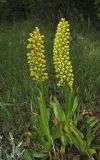 Orchis punctulata. Цветущие растения. Крым, окр. Феодосии, хр. Тепе-Оба, нарушенная степь в междурядьях искусственного леса из сосны крымской с примесью лиственных деревьев и кустарников. 10 мая 2016 г.