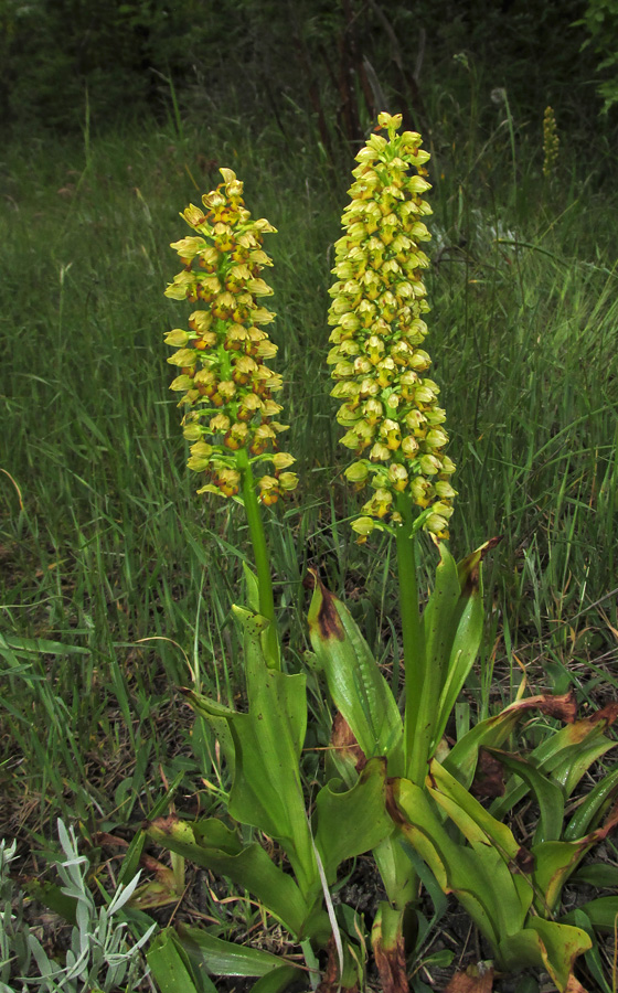 Image of Orchis punctulata specimen.