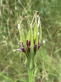 Tragopogon porrifolius. Верхушка отцветшего растения. Испания, автономное сообщество Каталония, провинция Жирона, комарка Баш Эмпорда, муниципалитет Калонже, заброшенный сад. 16.05.2016.