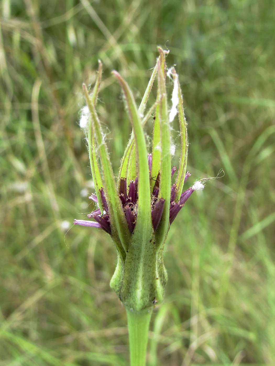 Изображение особи Tragopogon porrifolius.