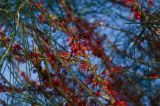 Hakea orthorrhyncha