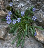 Campanula ciliata