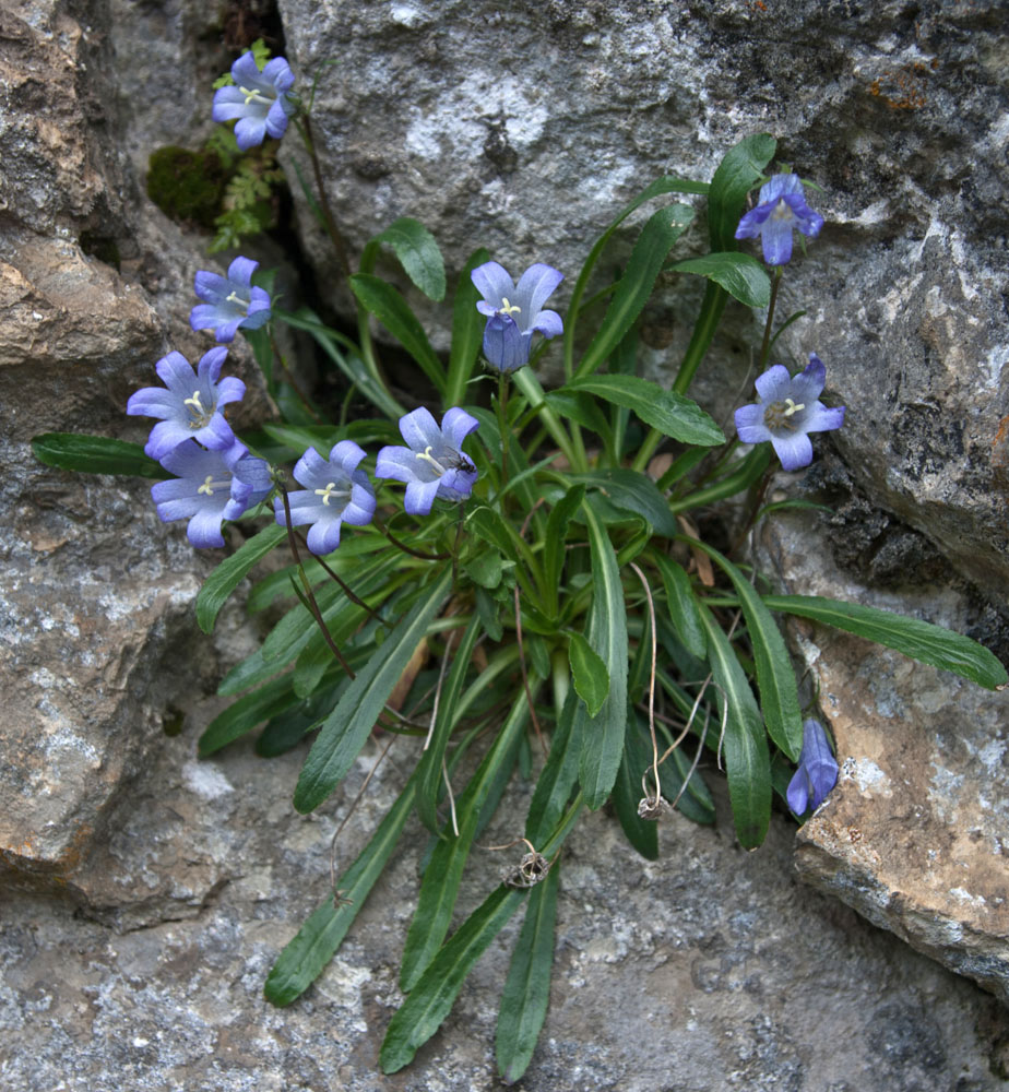 Изображение особи Campanula ciliata.