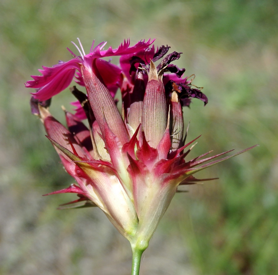 Image of Dianthus capitatus specimen.