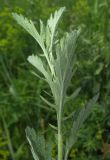 Senecio grandidentatus