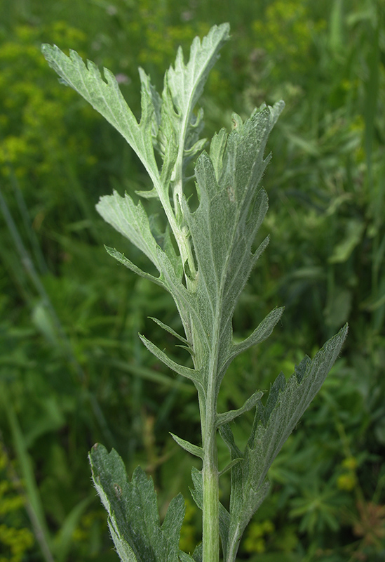 Image of Senecio grandidentatus specimen.