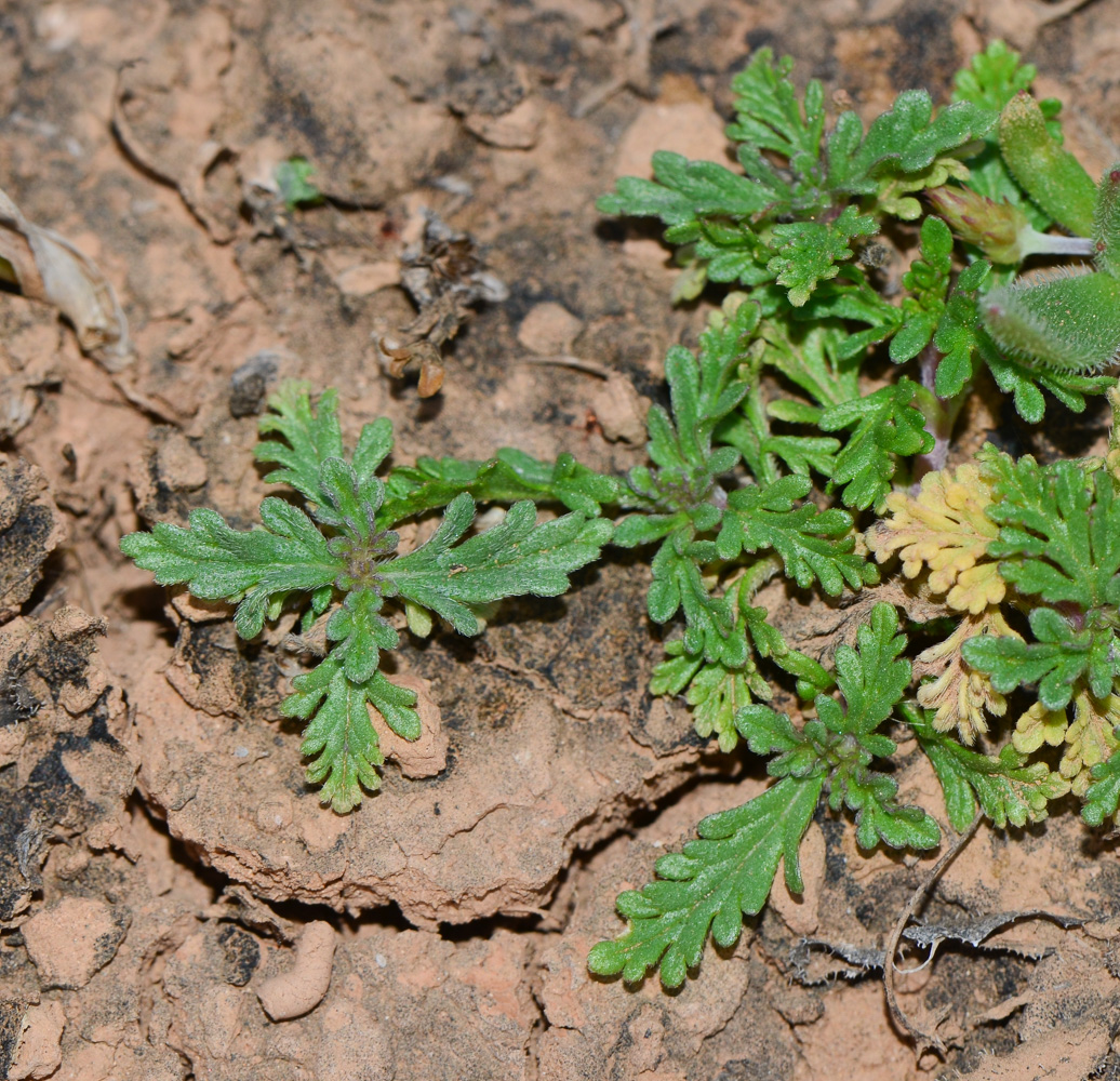 Image of Verbena supina specimen.