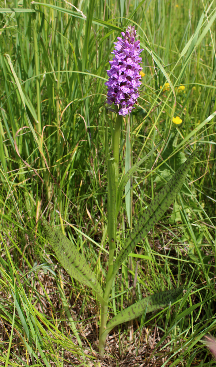 Image of Dactylorhiza baltica specimen.