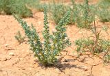 Salsola foliosa