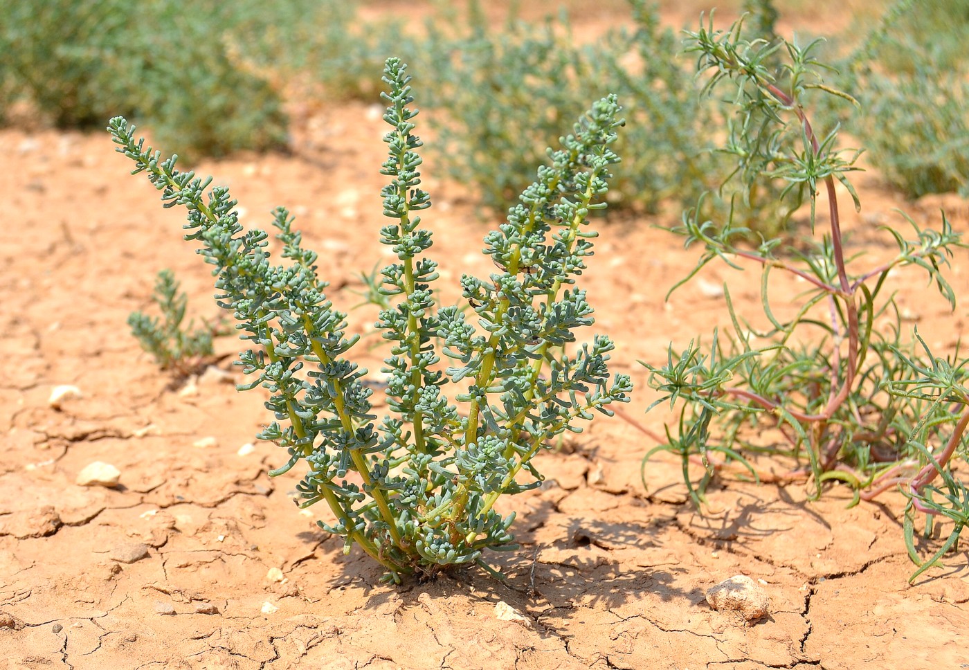 Изображение особи Salsola foliosa.