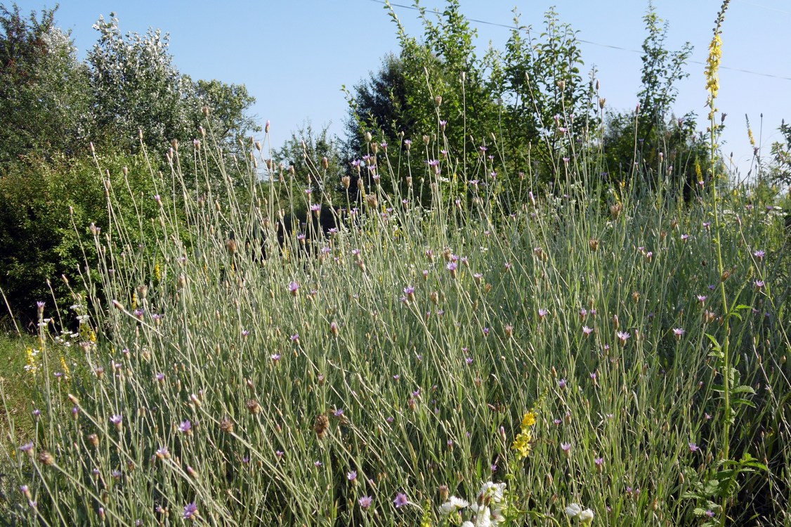 Изображение особи Xeranthemum cylindraceum.