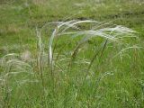 Stipa pennata. Плодоносящее растение. Ульяновская обл., Инзенский р-н, окр. с. Коржевка, открытый склон с выходами мергелисто-меловых пород. 12 июня 2010 г.