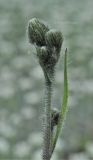 Hieracium maculatum