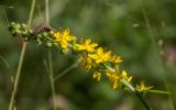 Agrimonia pilosa