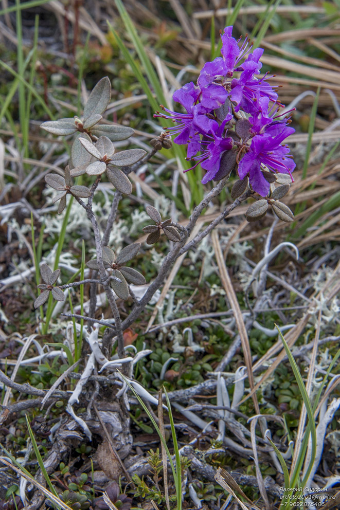 Изображение особи род Rhododendron.