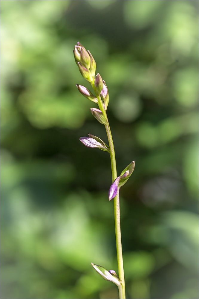 Изображение особи Hosta undulata.