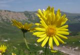 Doronicum macrophyllum