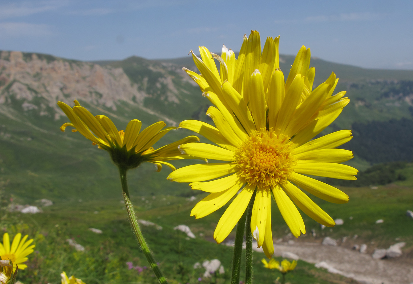 Изображение особи Doronicum macrophyllum.