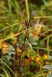 Bartsia alpina. Сухой прошлогодний стебель с плодами. Окр. Мурманска, конец августа 2008 г.