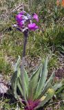 Primula turkestanica. Цветущее растение. Казахстан, Заилийский Алатау, Большое Алма-Атинское ущелье, около 2200 м н.у.м. Июнь 2009 г.
