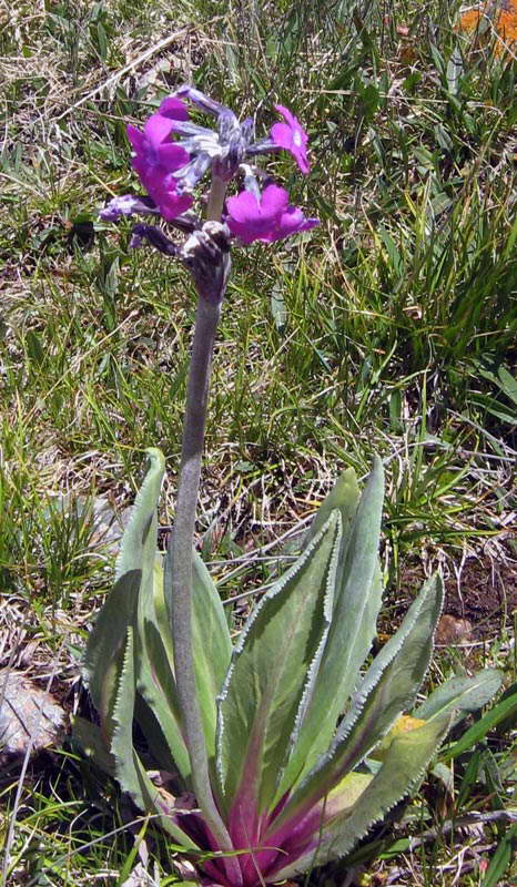 Изображение особи Primula turkestanica.