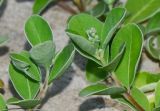 Vitex subspecies litoralis