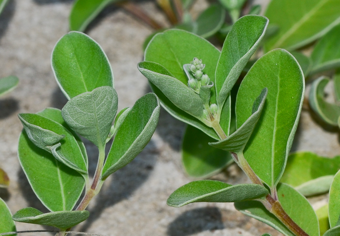 Image of Vitex trifolia ssp. litoralis specimen.