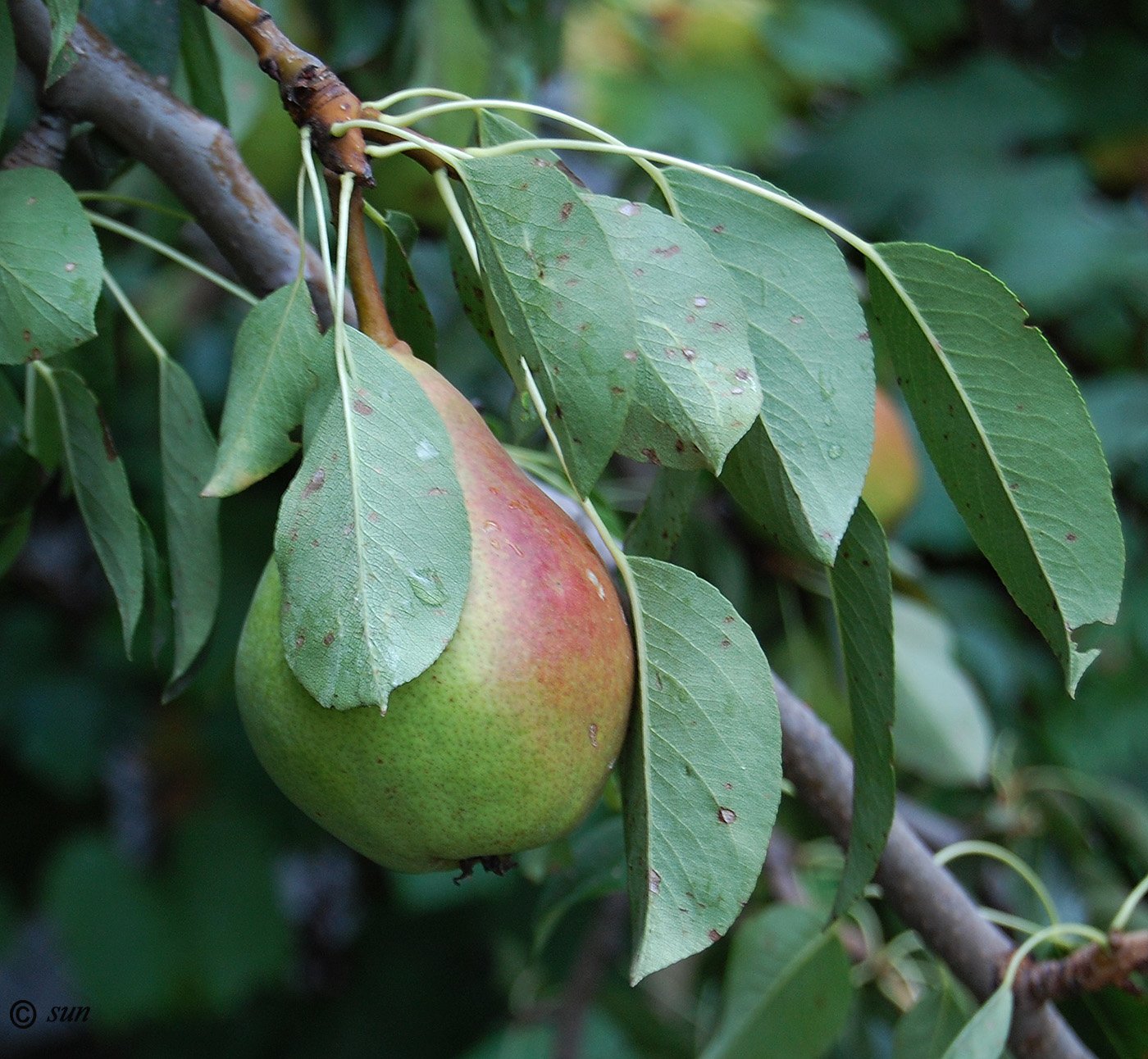 Image of Pyrus communis specimen.