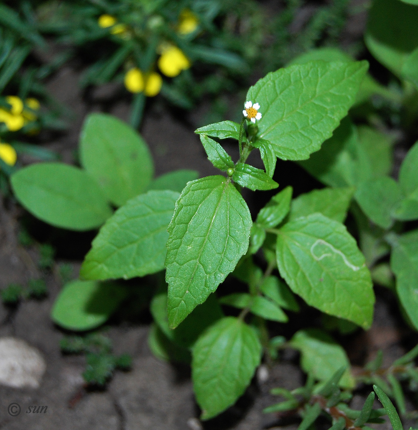 Image of Galinsoga parviflora specimen.