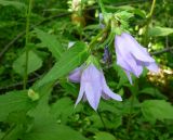 Campanula trachelium