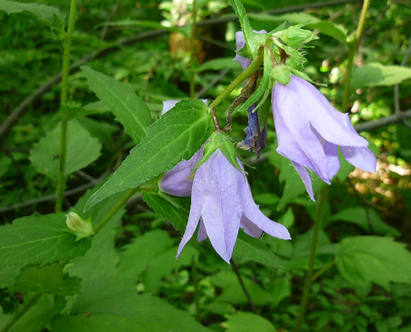 Изображение особи Campanula trachelium.