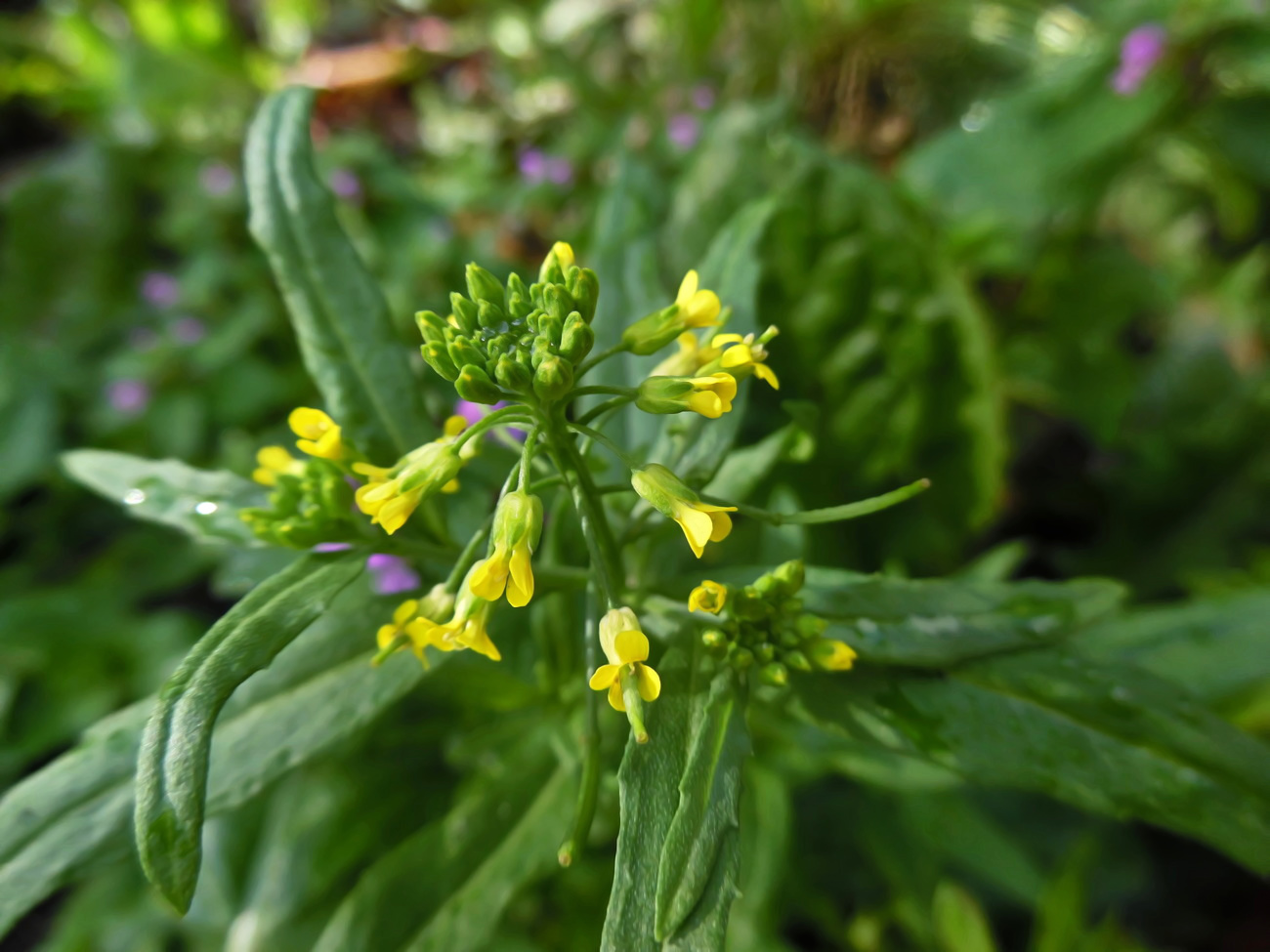 Image of Erysimum cheiranthoides specimen.