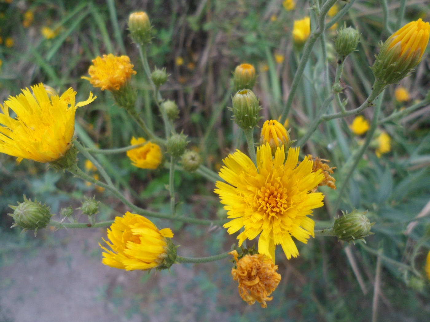 Изображение особи Hieracium umbellatum.