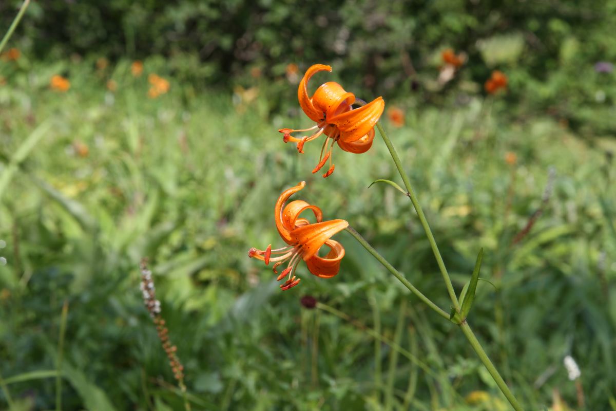 Изображение особи Lilium debile.