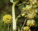 Artemisia maximovicziana