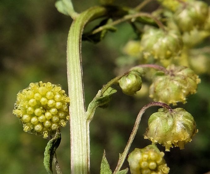 Image of Artemisia maximovicziana specimen.