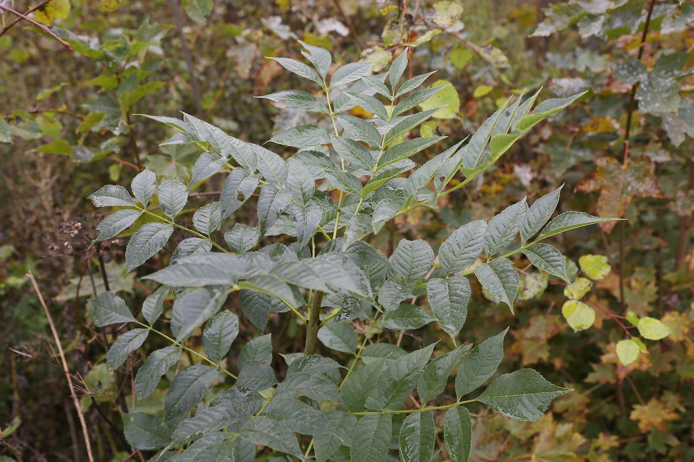 Изображение особи Fraxinus excelsior.