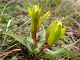 Gagea bohemica. Цветущее растение. Крым, окр. Балаклавы. 8 марта 2010 г.