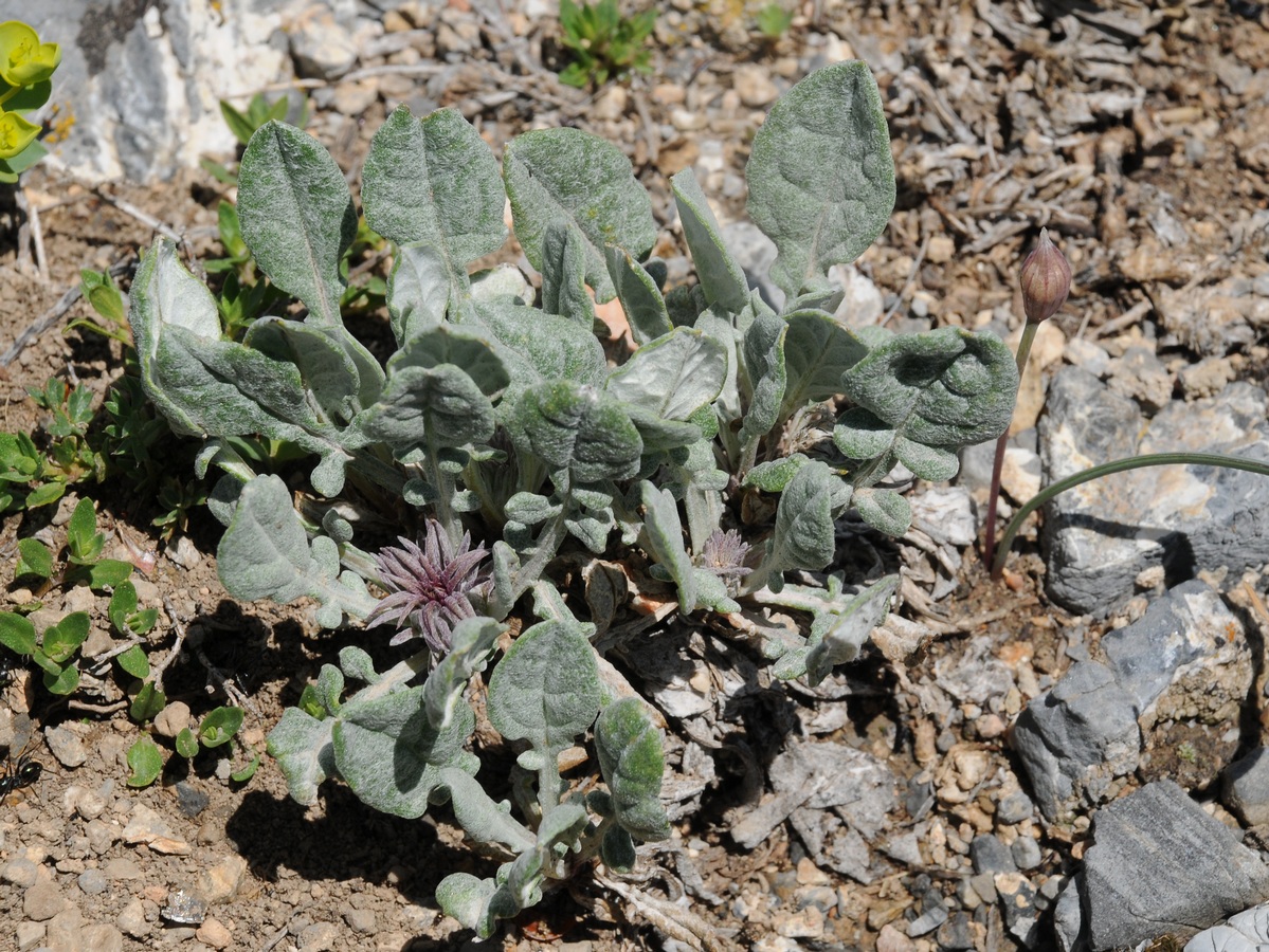 Image of Jurinea algida specimen.