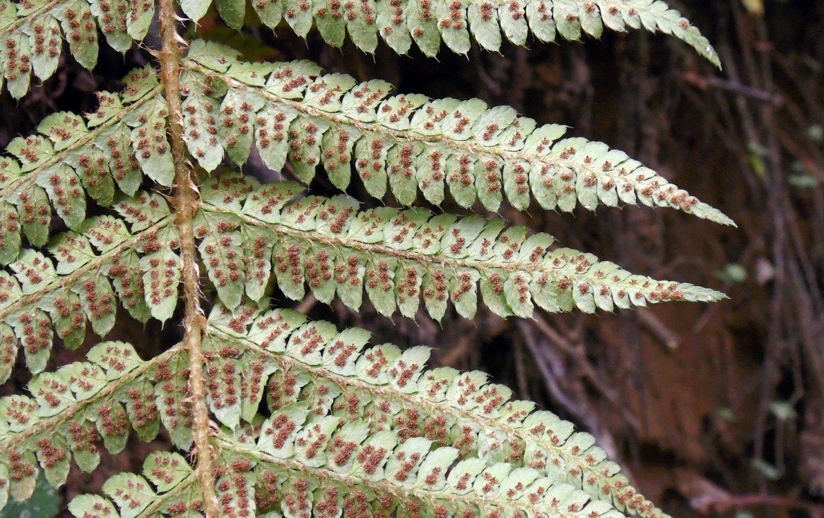 Изображение особи Polystichum braunii.